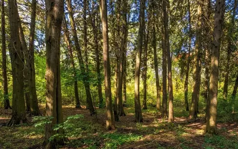 Участок 2 200 сот.