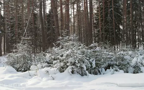Участок 117 сот. в охраняемом поселке